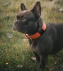 Apple AirTag Silikonhülle für Hunde- oder Katzenhalsband - Schwarz